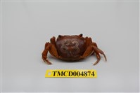 藏品(奧氏後相手蟹)的圖片